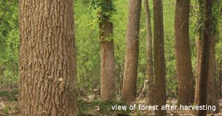 Lumber harvested by sustainable forestry